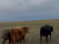 بقرة, Latvian Blue cattle — الصورة 3