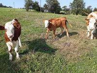 ІҚМ (топ, жынысы көрсетілмеген), Simmental cattle — 4-сурет