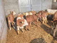 Bull, Cattle — photo 5