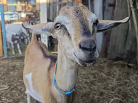 Ziegenbock, Nubian Goat — Foto 2
