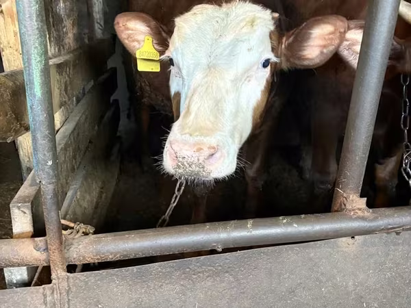 Cow, Kazakh White-headed cow