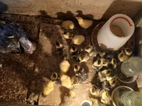 Turkeys — الصورة 4