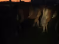 母马, Horses — 照片 2