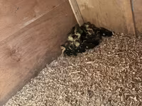 Hausente — Foto 6