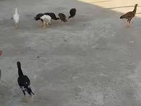 मेलीन — फ़ोटो 3