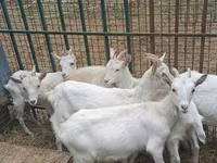 Ziege, Saanen goat — Foto 6