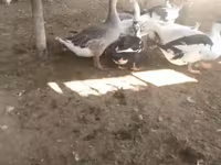 Ducks — फ़ोटो 3
