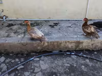 Chickens — foto 2