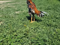 Chickens — 3-сурет