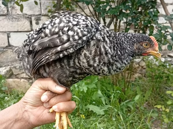 Chickens