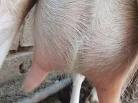 Ziege, Ziegen — Foto 5