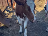 Toro, Simmental cattle — foto 3