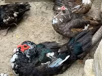 Ducks — photo 3