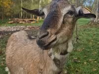 Dişi keçi, Alpine goat — foto 2