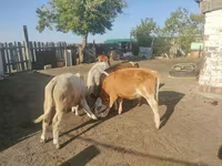 Cow, Cattle — photo 3