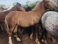 Hengst, Horse breed — Foto 3