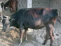 Kuh, Latvian Blue cattle — Foto 2