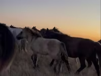 Hengst, Kazakh horse — Foto 3