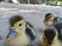 Ducks — foto 1
