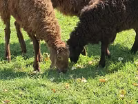 公羊, Sheep — 照片 4