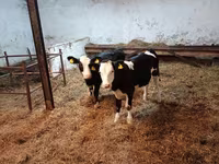 Корова, Russian Black pied cattle — фото 5