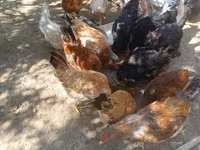 Chickens — الصورة 4