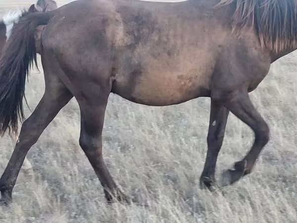 حصان, Horse breed