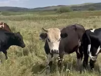 ثور, Swiss cattle — الصورة 6