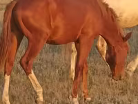 Caballo, Russian Don — foto 2