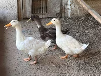 Ducks — Foto 1