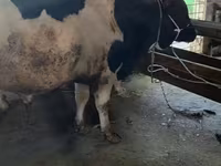 Bulle, Holstein-Rasse — Foto 5
