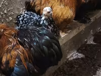 Chickens — الصورة 7