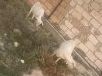 عنزة, الماعز — الصورة 2