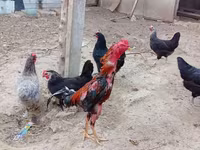 Chickens — Foto 2