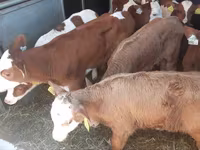 Bovinos (lote, sexo no especificado), Vaca Limousin — foto 3