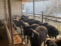 Oveja, Ovejas — foto 6