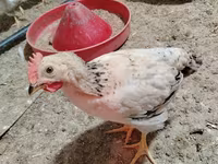 Chickens — Foto 2