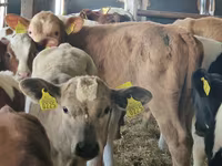 Bulle, Simmental cattle — Foto 6