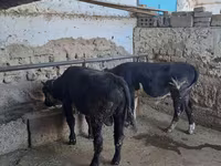 Buğa, Aberdin – Angus — foto 2