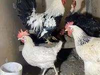 Chickens — 1-сурет