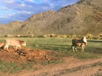 Cow, Cattle — photo 4