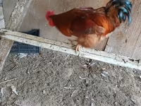 Chickens — Foto 2
