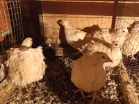 Chickens — Foto 2