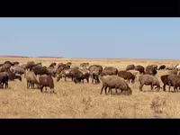 Oveja, Kazakh fat-tailed coarsewool sheep — foto 1
