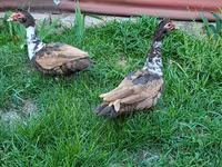 Ducks — फ़ोटो 2