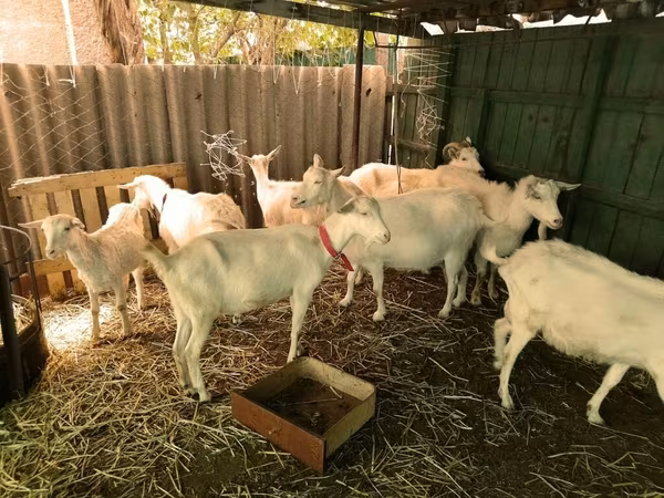 公山羊, Saanen goat