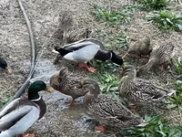 Ducks — Foto 4