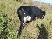 公牛, Russian Black pied cattle — 照片 2