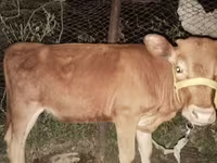 母牛, Cattle — 照片 1