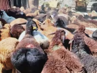كبش, Edilbay sheep — الصورة 1